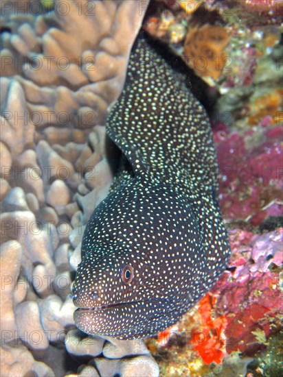 Turkey moray (Gymnothorax meleagris), Sodwana Bay National Park dive site, Maputaland Marine Reserve, KwaZulu Natal, South Africa, Africa