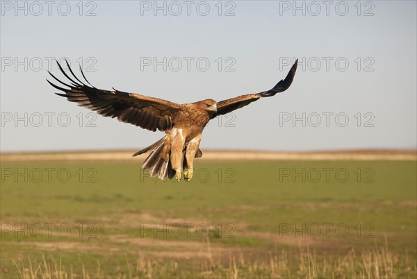 Juvenile Iberian Eagle approaching, Spanish Imperial Eagle (Aquila adalberti), Extremadura, Castilla La Mancha, Spain, Europe
