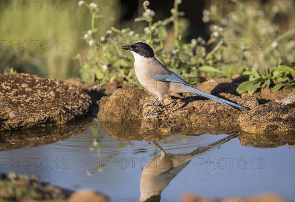 Blue magpie (Cyanopica cooki), Extremadura, Castilla La Mancha, Spain, Europe