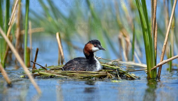 Ai generated, animal, animals, bird, birds, biotope, habitat, a, individual, swims, waters, reeds, blue sky, foraging, wildlife, water lilies, summer, seasons, red-necked grebe (Podiceps grisegena), sits, nest, Europe, juvenile