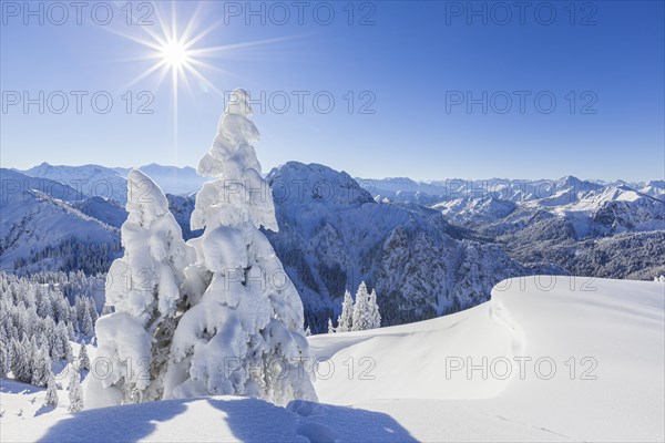 Winter landscape and snow-covered trees in front of mountains, winter, Sonnenstern, Tegelberg, Ammergau Alps, Upper Bavaria, Bavaria, Germany, Europe