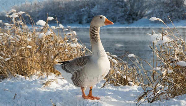 Ai generated, animal, animals, bird, birds, biotope, habitat, one, individual, ice, snow, winter, waters, reeds, blue sky, foraging, wildlife, seasons, greylag goose (Anser anser), goose, geese, geese birds