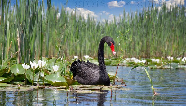 Ai generated, animal, animals, bird, birds, biotope, habitat, a, individual, swims, waters, reeds, water lilies, blue sky, foraging, wildlife, summer, seasons, black swan (Cygnus atratus), Black Swan