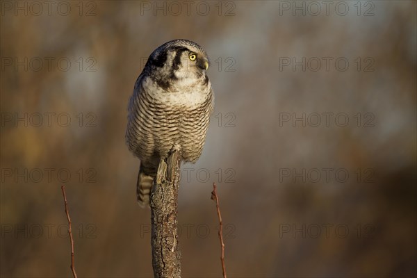 Northern hawk owl (Surnia ulula) in a hide, errant, Saxony, Germany, Europe