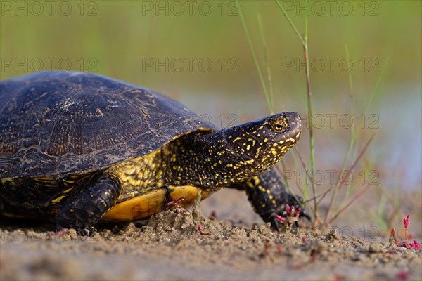 European pond turtle (Emys orbicularis), Danube Delta Biosphere Reserve, Romania, Europe