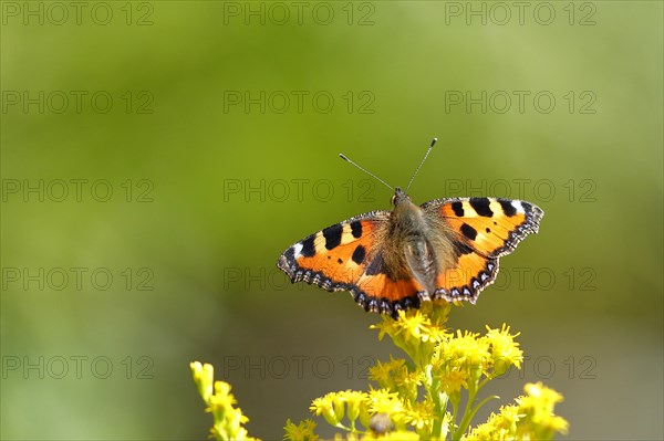 Small tortoiseshell (Aglais urticae), on a goldenrod (Solidago) flower, Wilden, North Rhine-Westphalia, Germany, Europe