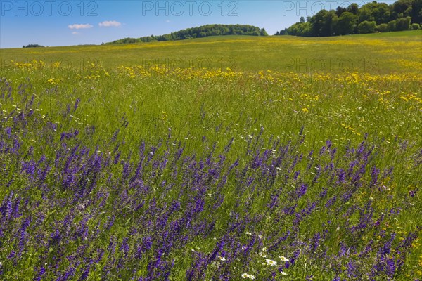 Flower meadow, landscape, wildflowers, meadow clary (Salvia pratensis), purple flowers, summer mood, blue sky, nature near Neidlingen, Swabian Alb, Baden-Wuerttemberg, Germany, Europe