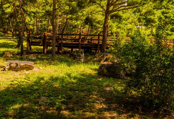 Wooden stairway winding its way through peaceful woodland public park on sunny summer afternoon in South Korea