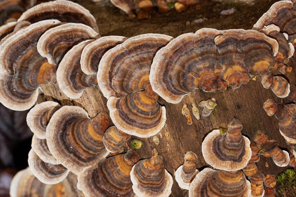 Butterfly stramete zonal white light brown and brown fruiting bodies next to each other on tree trunk