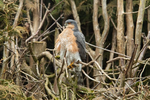 Male sparrowhawk sitting in garden hedge looking left