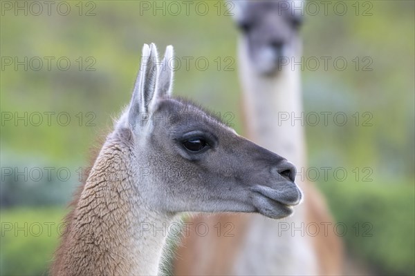 Guanaco (Llama guanicoe), Huanaco, animal portrait, Torres del Paine National Park, Patagonia, end of the world, Chile, South America