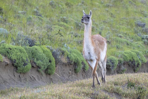 Guanaco (Llama guanicoe), Huanaco, adult animal strides proudly, Torres del Paine National Park, Patagonia, end of the world, Chile, South America