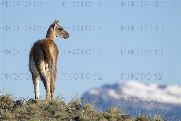 Guanaco (Llama guanicoe), Huanako, adult, in front of blue sky, Torres del Paine National Park, Patagonia, end of the world, Chile, South America