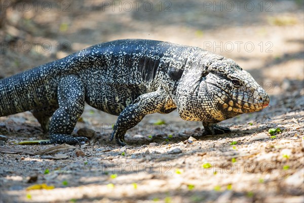 Gold tegu (Tupinambus teguixin) Pantanal Brazil