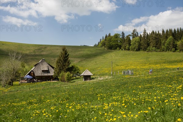 Mountain inn and flower meadow, Hinterwaldkopfhuette, Hinterwaldkopf, Hinterzarten, Black Forest, Baden-Wuerttemberg, Germany, Europe