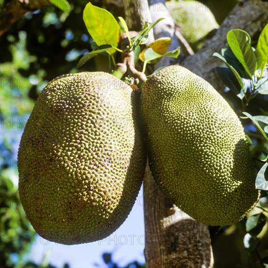 Seychelles, agriculture, fruit, breadfruit, Africa