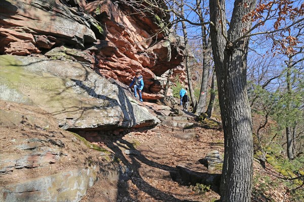 Boy climbing on the rocks above Wolfsburg (Palatinate Forest near Neustadt an der Weinstrasse)