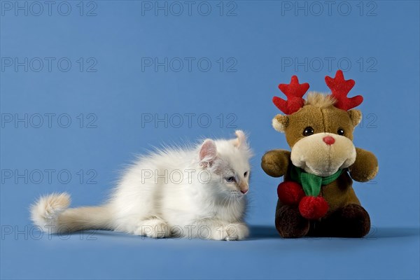 American-Curl kitten, age 17 weeks, colour seal torbie point with white, Christmas, studio picture