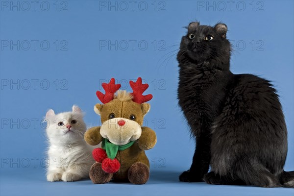 American-Curl Kitten, colour black, Christmas, studio shot
