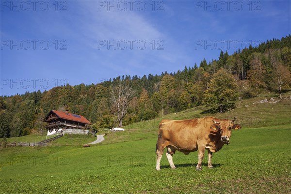 Cow on the Graseck Alm, Garmisch-Partenkirchen, Werdenfelser Land, Upper Bavaria, Bavaria, Germany, Europe