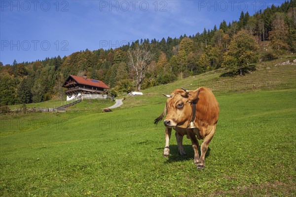Cow on the Graseck Alm, Garmisch-Partenkirchen, Werdenfelser Land, Upper Bavaria, Bavaria, Germany, Europe