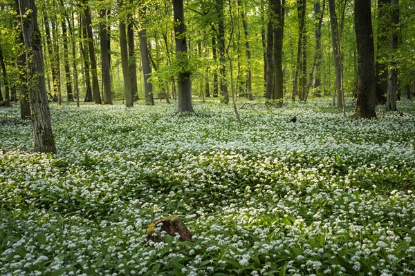 A deciduous forest with white flowering ramson (Allium ursinum) in spring in the evening sun. Rhine-Neckar district, Baden-Wuerttemberg, Germany, Europe