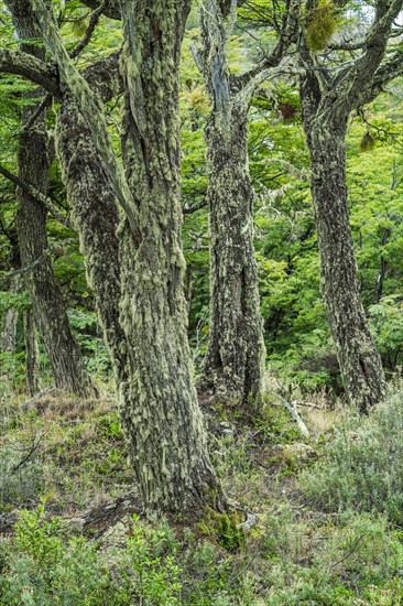 Forest of lichen-covered southern beeches (Nothofagus) in Tierra del Fuego National Park, Tierra del Fuego Island, Patagonia, Argentina, South America