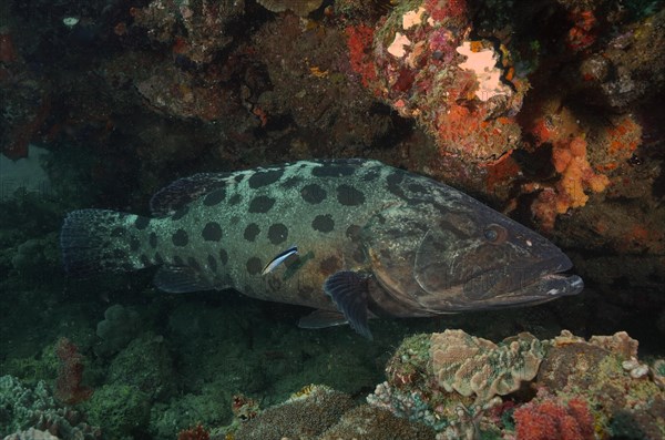 Potato grouper (Epinephelus tukula) and cleaner fish. Dive site Sodwana Bay National Park, Maputaland Marine Reserve, KwaZulu Natal, South Africa, Africa