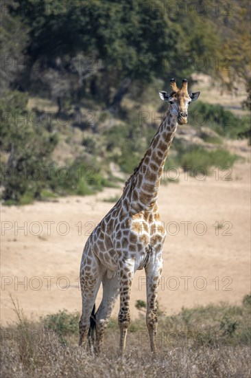 Southern giraffe (Giraffa giraffa giraffa), standing in dry African savannah, Kruger National Park, South Africa, Africa
