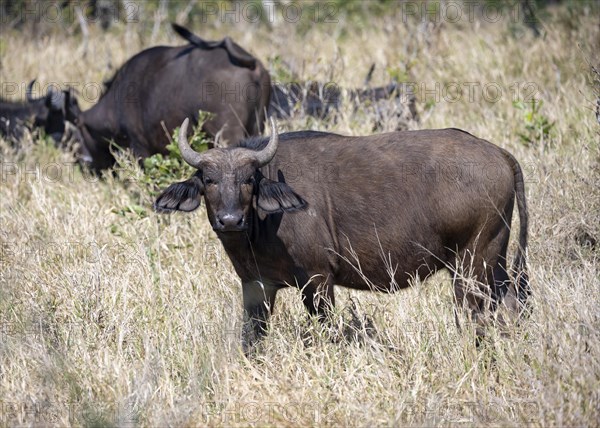 African buffalo (Syncerus caffer caffer) standing in dry grass, African savannah, Kruger National Park, South Africa, Africa