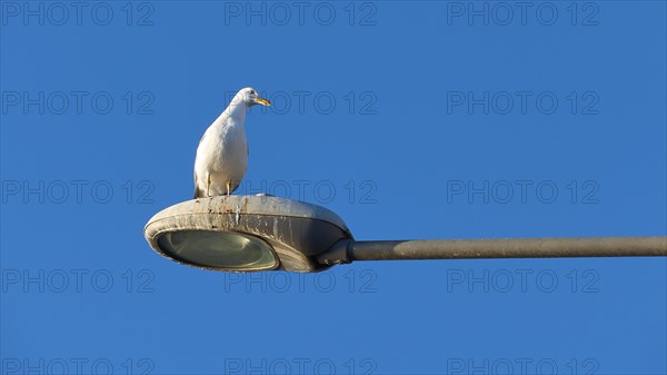 A seagull sits on a street lamp under the clear blue sky, Gythio, Mani, Peloponnese, Greece, Europe
