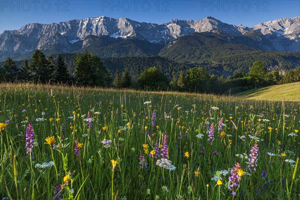 Alpine meadow with flowers in front of mountains, orchids, morning light, summer, Eckbauer, Garmisch-Partenkirchen, Wettersteinwand, Wetterstein range, Bavaria, Germany, Europe