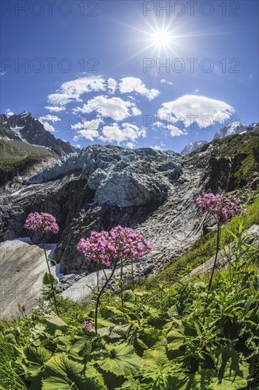 Mountain peak with glacier tongue and flowers in sunlight, backlight, Argentiere glacier, Mont Blanc massif, French Alps, Chamonix, France, Europe