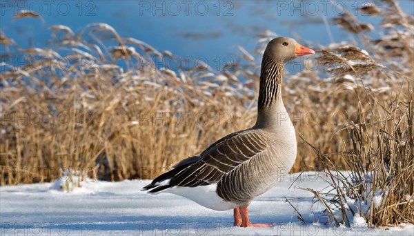 Ai generated, animal, animals, bird, birds, biotope, habitat, an, individual, water, reed, blue sky, foraging, wildlife, winter, snow, ice, snows, seasons, greylag goose (Anser anser)