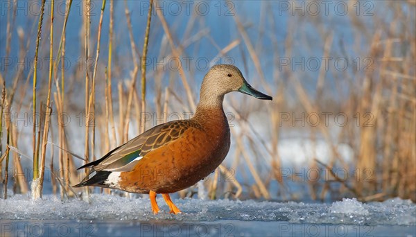 KI generated, animal, animals, bird, birds, biotope, habitat, a, individual, swims, water, reeds, water lilies, blue sky, foraging, wildlife, summer, seasons, northern shoveler (Spatula clypeata), female