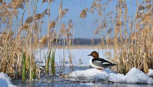 Ai generated, animal, animals, bird, birds, biotope, habitat, a, individual, swims, water, reeds, water lilies, blue sky, foraging, wildlife, summer, seasons, goldeneye