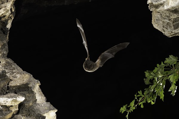 Western barbastelle (Barbastella barbastellus) in flight, Thuringia, Germany, Europe