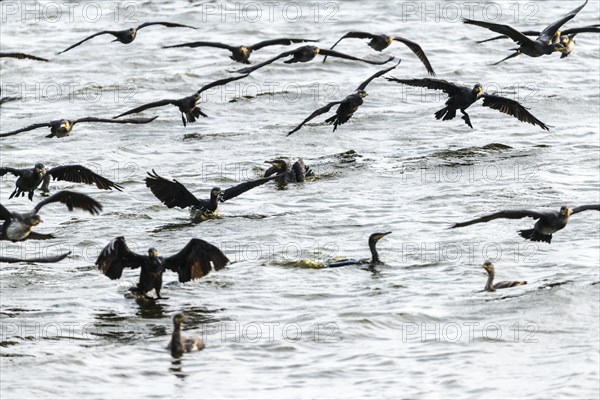 Flock of great cormorant (Phalacrocorax carbo) approaching, Filso nature reserve, Henne Kirkeby, Syddanmark, Denmark, Europe