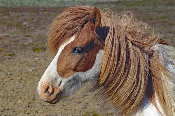 Icelandic horse with thick coat and blue eye, Snaefelsnes, Iceland, Europe