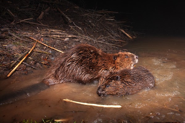 European beaver (Castor fiber) at the beaver lodge, Thuringia, Germany, Europe