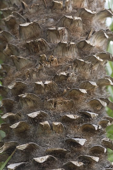 Trunk of a european fan palm (Chamaerops humilis), Close up, Botanical Garden, Erlangen, Middle Franconia, Bavaria, Germany, Europe