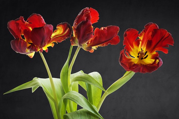 Three flowers of the parrot tulip (Tulipa) on a dark background, Bavaria, Germany, Europe