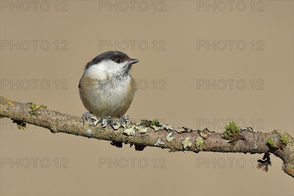 Willow Tit (Parus montanus) sitting on a branch covered with moss, Wilnsdorf, North Rhine-Westphalia, Germany, Europe