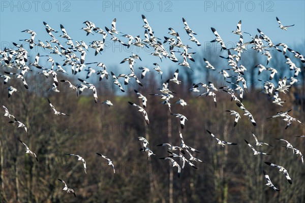 Pied Avocet, Recurvirostra avosetta, birds in flight over marshes at sunrise