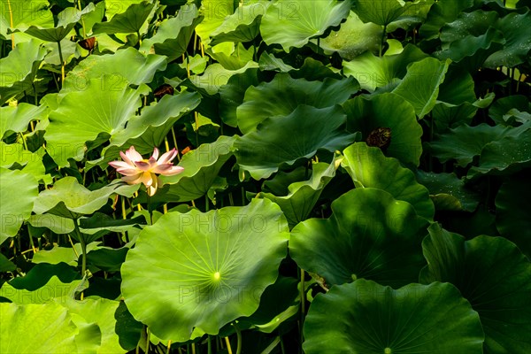 Beautiful water lily surrounded by large green lily pad leaves in shade on sunny morning