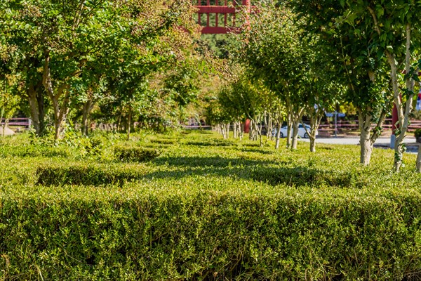 Closeup of rows of trees and manicured hedge rows next to paved road in public park in South Korea