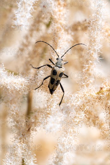 Yellow four-spotted buck (Pachyta quadrimaculata), sitting on forest goat's beard (Aruncus dioicus) flower and looking for food, Allgaeu, Bavaria