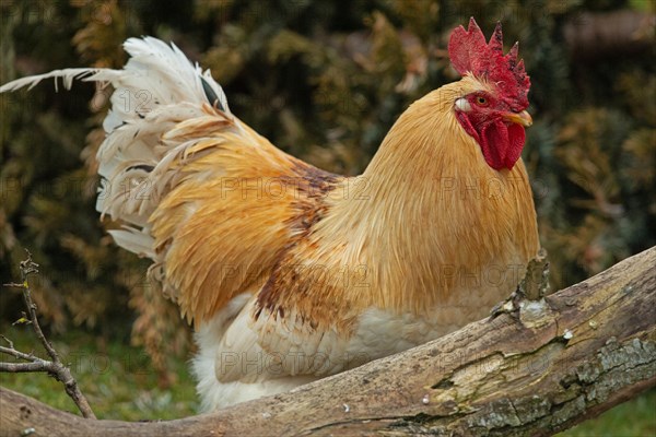 Domestic hen rooster male standing behind tree trunk in green grass looking right