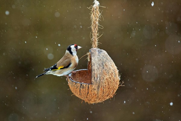Goldfinch standing on feeding dish looking right with snowflakes