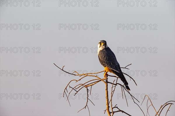 Aplomado falcon (Falco femoralis) Pantanal Brazil